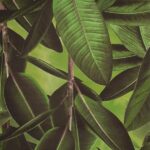 Papel de Parede Tipo Floral Verde Escuro PDF6201